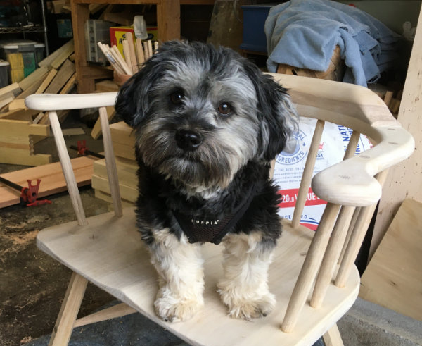 my dog, testing a chair